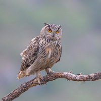 �����ֿɰ��ĵ��^��