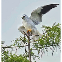 �����ϻ�ĺڳ��