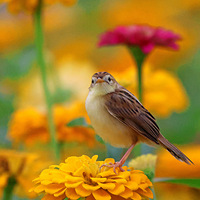 ��ɽ�ᱱ���������ϵ�С��������βݺ