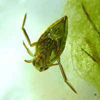 ��������Сư��