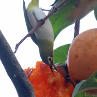 С������������ʳ������