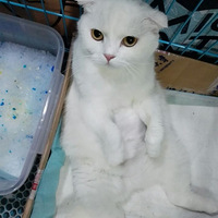 �Ҽҿɰ���СèС������������С�������������