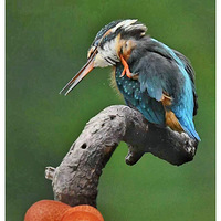 ץ�������Ĵ���