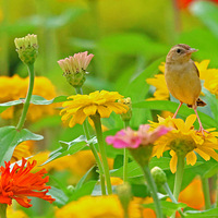 ��ɽ�ᱱ���վջ����е�С����ɽ��ݺ