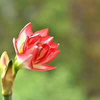 ����ġ��춥�족��