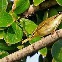 ��֦��С���鵭����ݺ������