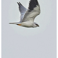 �����еĺڳ��