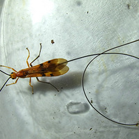 ����β�͵�һֻ��