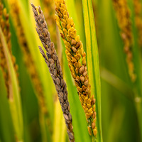 �����е���԰