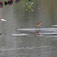 ��Ϫʪ�ص�����56���Сˮ��