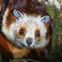 ֻ��ҹ���ĺ������