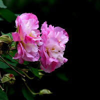 ���޵�ܽ��ʤ��ĵ����