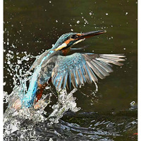 û��ץ�������ϷɵĴ���