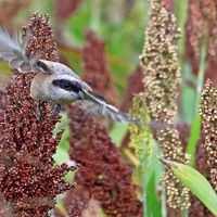 ��ɽ�ᱱ��Ծ�ں�������е��ر�����