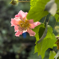 ���Ӵ����ű�ľܽ����������ʢ��