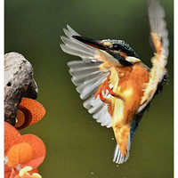 �����ַ�