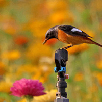 ��ɽ�ᱱ�����е��ı���β𶣨��3�Ŵ���