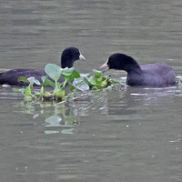 ��Ϫʪ��һ�԰׹Ƕ�����ʳˮ��«