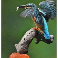 ����С�������