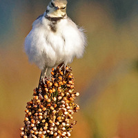 ��ɽ�ᱱ�������ըë���Ϸ��n�_