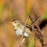 ���������ݺ������