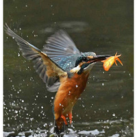 ����ץ������׮