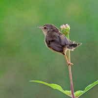 ��ɽ�ᱱ�����е�С����ɽ��ݺ