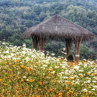 ����ͭ����