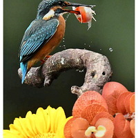 ��ɱ�컨��Ĵ���