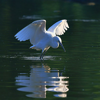 ���أ�һ ��