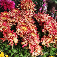 ����ֲ��԰�;ջ�