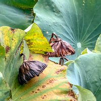 �ݻƵĲк����֡��ٿ�ѭ��������Ȼ����