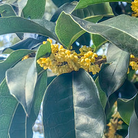 �����л����𻨺������ţ�