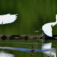 ���أ�����