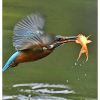 ץ�������Ͽ���