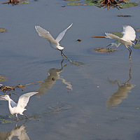 ��Ϫʪ����������������