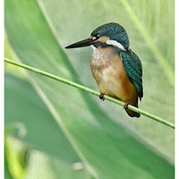 ��ֻ����ң����