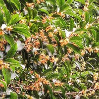 ���ǹ���