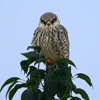 �������