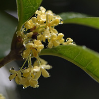 �����еĹ𻨡�