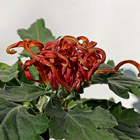 2025ֲ��԰�����Ǿջ���Ʒչ���־�Ʒ����