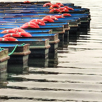 ���ߺ�����������԰