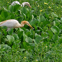 ��Ϫʪ��ţ������ʳ���