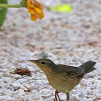 ��ɽ�ᱱ����С���ϵĹ���3���ص㱣�����ﱱ��ݺ