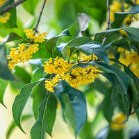 ���������գ��������Ũ���˱ǣ����������Ź�ζ����