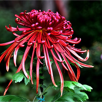 ���˶�ʵľջ�