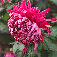 ���ݵ�ʮһ��ջ�����չ��ֲ��԰��Ȫʢ��Ļ��