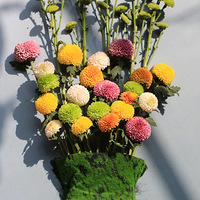 ֲ��԰�ջ�չ1