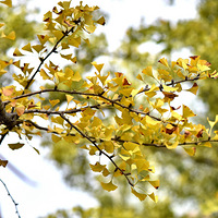 ���⽥Ũ��