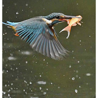 ץ������׮�Ĵ���